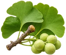 Extracto de Ginkgo biloba en la composición de Sonifix
